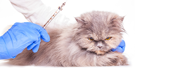 Očkovací schéma koček