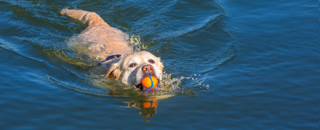 Plavání s psími parťáky