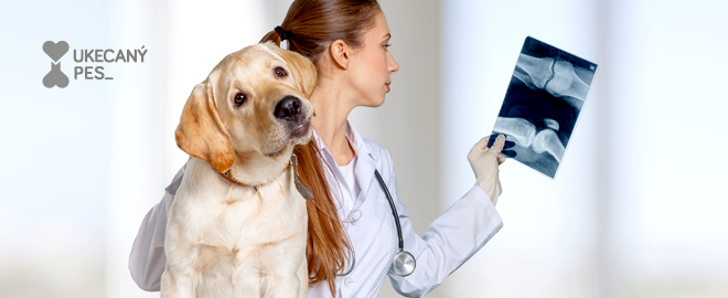 co na bolest kloubů u psa tratament cu peroxid de artroză