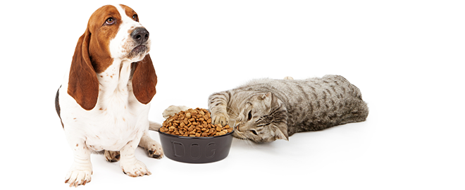 Proč kočka a pes nemůžou jíst z jedné misky?