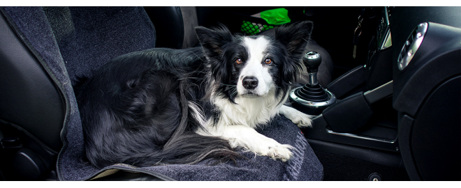 Jak ochránit sedačku v autě proti psím chlupům? Pet Rebellion nabízí řešení