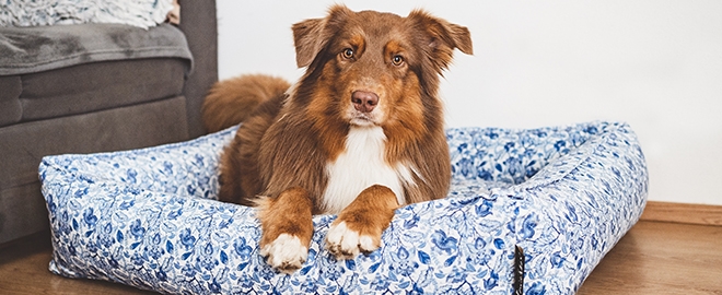 Chceme si pořídit psa! Ale kdy je ten správný okamžik?