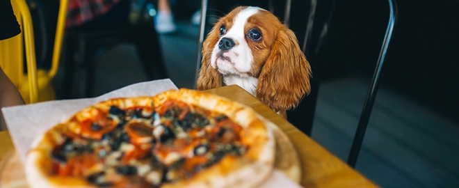 Návštěva restaurace se psem: Jaká jsou pravidla?