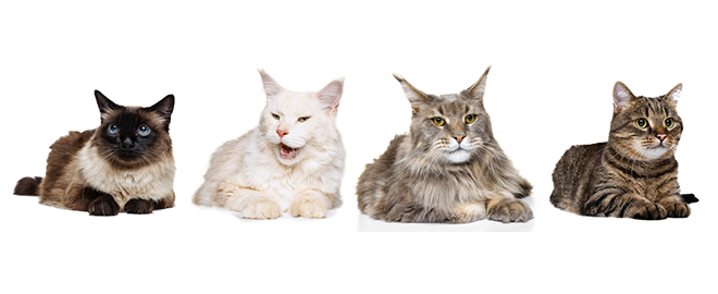Tajemství kočičí řeči: Jak šelmy komunikují se svými páníčky?
