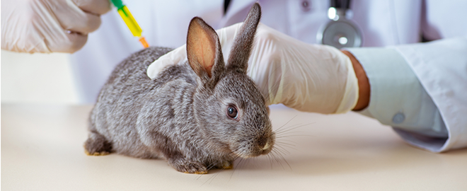 Očkování zakrslého králíka: proti čemu a kdy?