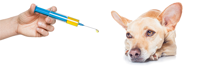 Základní vakcíny pro psy. Proti těmto nemocem se pravidelně očkuje
