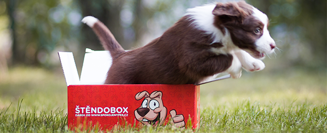 Štěndoboxy: kouzelné krabičky pro štěňata