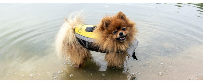 Plavání pro psí neplavce umožní vesta Alcott