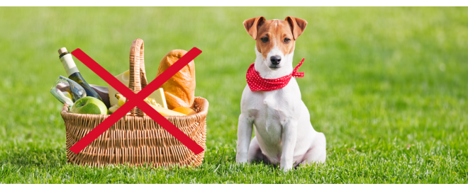 Kdy dát pozor na zvídavý čumáček – aneb co pes nesmí jíst