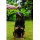Animology Flea & Tick šampon 250 ml