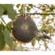 Esschert Design sušená slunečnice pro ptáky 24 cm ARCHIV