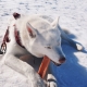 Explorer Dog himálajský pamlsek s medem vel. L