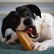 Explorer Dog himálajský pamlsek vel. S