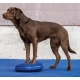 FitPaws balanční čočka modrá 36 cm