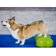FitPaws balanční kost fialová 58 cm