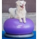 FitPaws Donut Trax fialový 55 cm