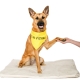 Funky Dog šátek žlutý Pes ve výcviku L