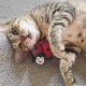Hračka Beco Cat Nip Wand Toy - Žába Frankie ARCHIV