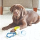 JW Puppy Connects Hračka pro štěňata 3in1 