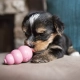 Kong Puppy gumová hračka MIX barev vel. M