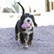 Kong Puppy gumová hračka MIX barev vel. M