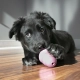 Kong Puppy gumová hračka MIX barev vel. M
