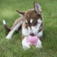 Kong Puppy gumová hračka MIX barev vel. S