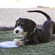 Kong Puppy gumový létající talíř MIX barev 18 cm