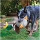 Kong Shakers plyšová hračka pro psy kachna 45 cm