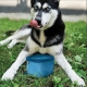 Kurgo Zippy Bowl cestovní miska pro psy modrá 1,4 l