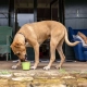 LickiMat Yoggie Pot lízací kelímek tyrkysový 9 cm