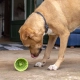 LickiMat Yoggie Pot lízací kelímek tyrkysový 9 cm
