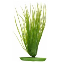 Marina rostlina Hairgrass 20 cm