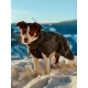 Non-stop obleček Wool Dog Jacket 65 cm