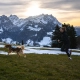 Non-stop Trail Light Dog Backpack vel. L