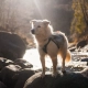 Non-stop Trail Light Dog Backpack vel. L