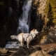 Non-stop Trail Light Dog Backpack vel. L