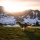 Non-stop Trail Light Dog Backpack vel. L