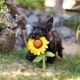 P.L.A.Y. hračka pro psy slunečnice 28 cm