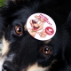 Placka Spokojeného psa "Patřím do smečky"