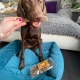 Raw Raw Natural Chew srnčí kůže 100 g