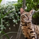 Rogz Alley Cat Safety obojek pro kočku zlatý vel. S