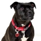 Rogz Fancy Dress Classic obojek Red Bone vel. M