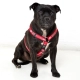 Rogz Fancy Dress Classic postroj Red Bone vel. S