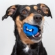 Rogz Fred hračka pro psy modrá 6,4 cm ARCHIV