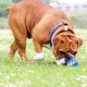 Rogz Grinz míček pro psy modrý 6,4 cm