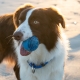 Rogz Squeekz míček pro psy modrý 6,4 cm ARCHIV