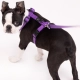 Rogz Utility Classic postroj fialový vel. S
