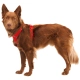 Ruffwear Front Range postroj Red Canyon vel. S