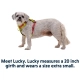Ruffwear Hi & Light postroj Lichen Green vel. XXXS ARCHIV